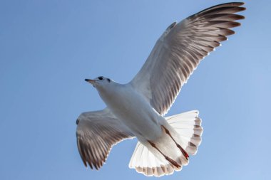 Mavi gökyüzünde uçan martılar.