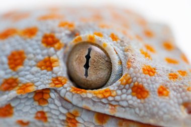 Gecko beyaz arkaplanda izole edildi.
