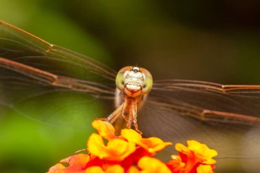Yusufçuk doğal ortamında.