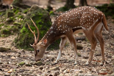 Vahşi doğanın arka planında geyik.