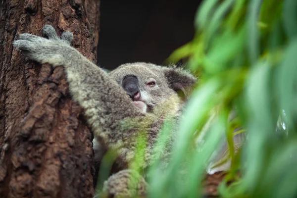 Koala Medvěd Stromě Lese — Stock fotografie