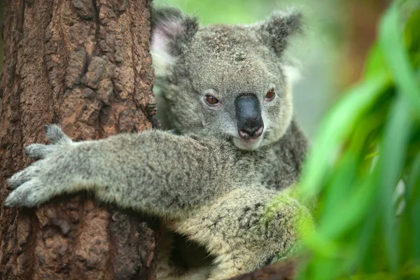 Koala Orso Sull Albero Nella Foresta — Foto Stock