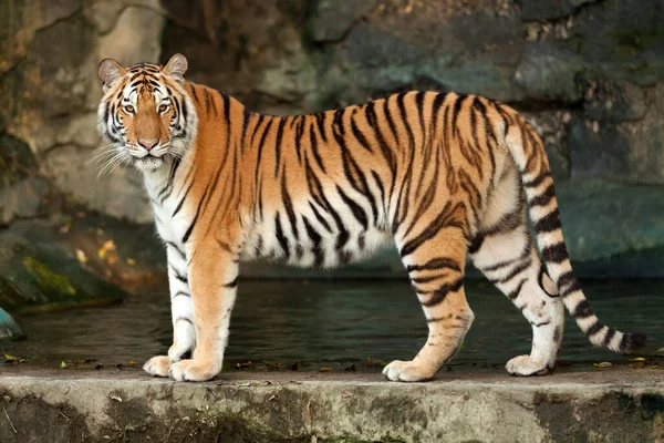 Bengal Tiger Standing Rock Forest — Stock Photo, Image