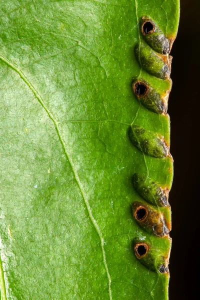 Primer Plano Textura Hoja Verde — Foto de Stock