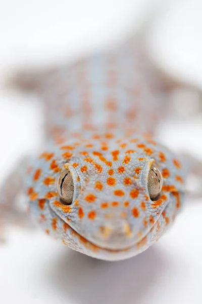 Gecko Isolerad Vit Bakgrund Royaltyfria Stockbilder