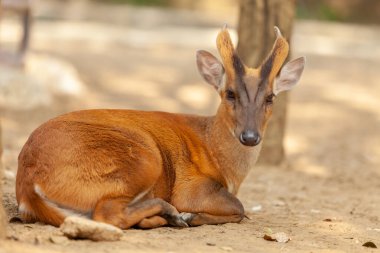 besleme Tayland ormanlarında geyik.
