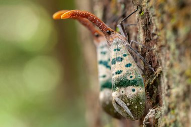 Cicada perched on a tree trunk.