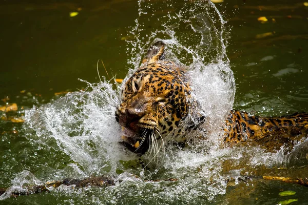 Leopardo Agua — Foto de Stock