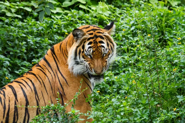 Tigre Caminando Bosque Montaña — Foto de Stock