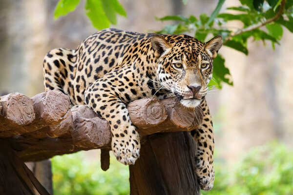 Leopard lying on the tree in the forest.