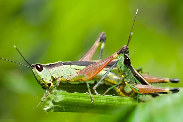 Grasshopper Green Leaf Grasshopper Meadow — Stock Photo, Image