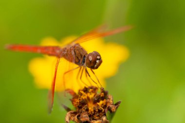 Yusufçuk doğal ortamında.