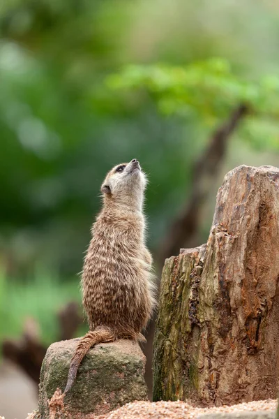 Portrét Rodiny Meerkatů Skále — Stock fotografie