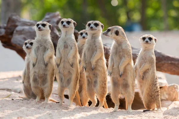 Porträtt Meerkat Familj Sanden — Stockfoto