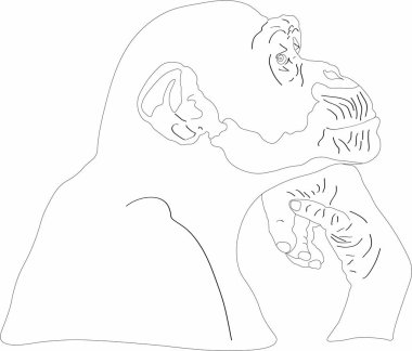 bir dalgın maymun vektör grafikleri