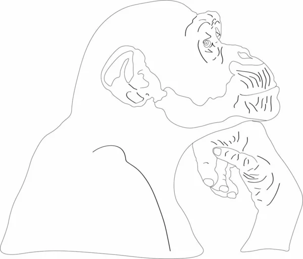 bir dalgın maymun vektör grafikleri