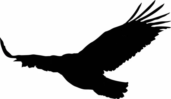 Vektorgrafik Fliegender Greifvogel Adler — Stockvektor