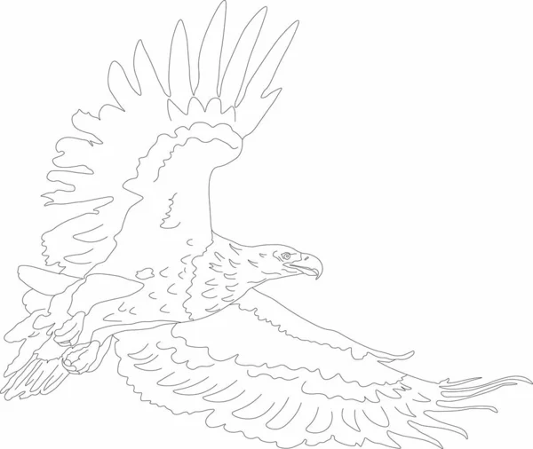 Vector Graphics Vliegende Roofvogel Eagle — Stockvector