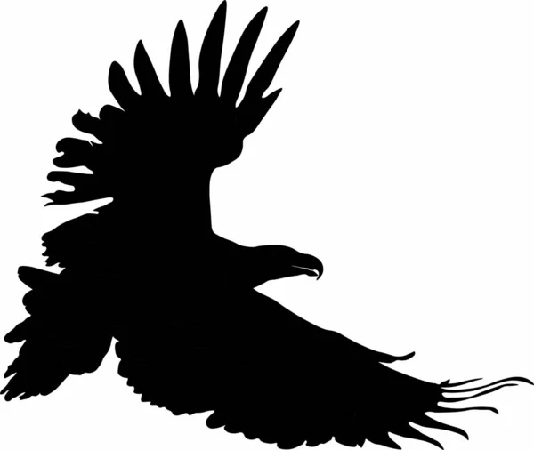 Vector Graphics Vliegende Roofvogel Eagle — Stockvector