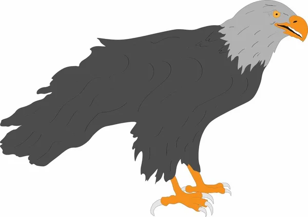 Vektorgrafik Großer Greifvogel Adler — Stockvektor