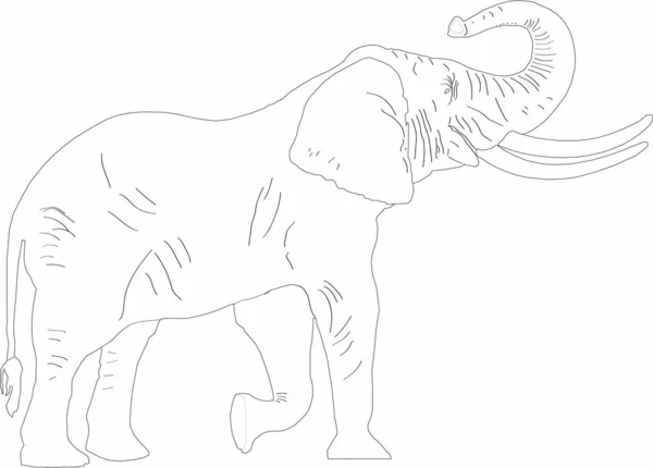 Vektorgrafik Eines Brüllenden Elefanten — Stockvektor