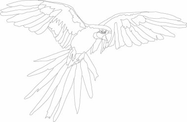 uçan bir kuş vektör grafikleri - papağan