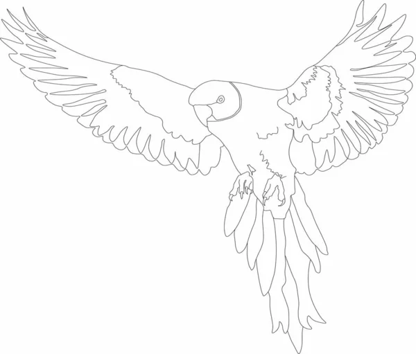 uçan bir kuş vektör grafikleri - papağan