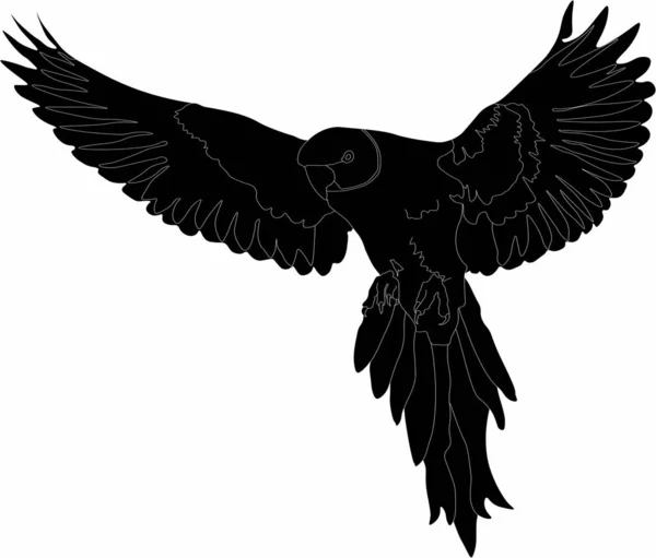 uçan bir kuş vektör grafikleri - papağan