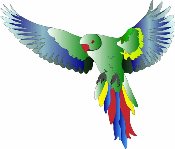 uçan bir kuş vektör grafikleri - papağan