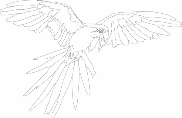 uçan bir kuş vektör grafikleri - papağan