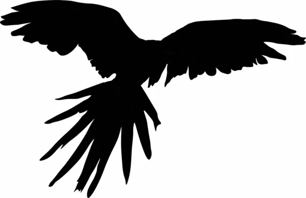 uçan bir kuş vektör grafikleri - papağan