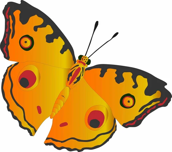 güzel bir kelebek vektör grafikleri