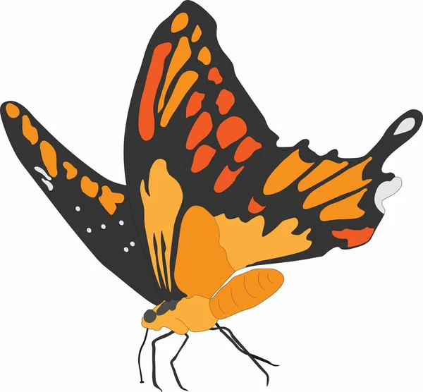 güzel bir kelebek vektör grafikleri