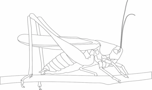 dalları üzerinde vektör grafik çekirge