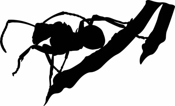 Hormiga Una Ramita Vectorial Gráficos — Archivo Imágenes Vectoriales