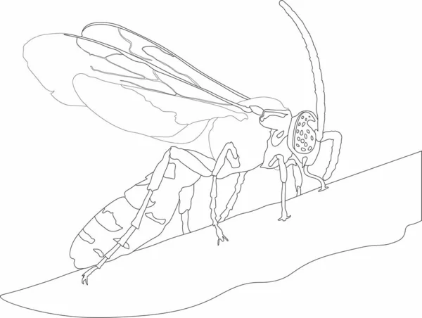 güzel bir sinek vektör grafikleri