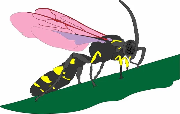 güzel bir sinek vektör grafikleri