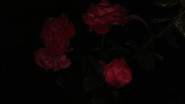 gece bahçesinde güzel güller