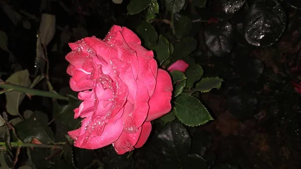 gece bahçesinde güzel güller