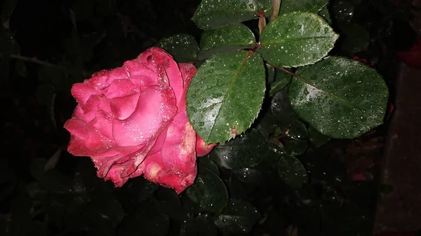 gece bahçesinde güzel güller