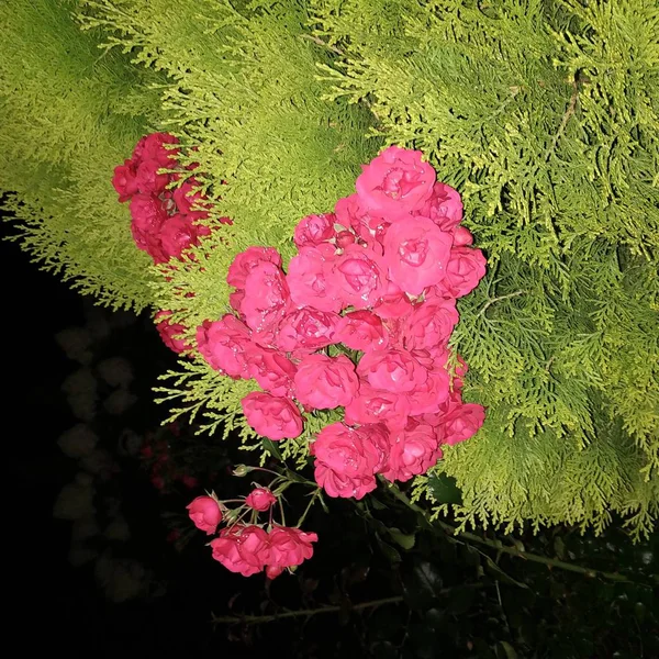 gece bahçesinde güzel güller