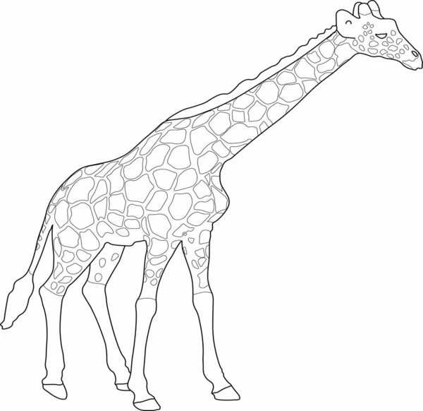 Graphiques Vectoriels Une Girafe Nature Sauvage — Image vectorielle