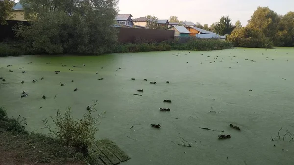 ördek weed ile kaplı büyük bir gölet . birçok ördek