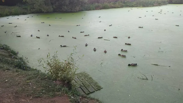 ördek bir demet ile duckweed ile büyümüş gölet