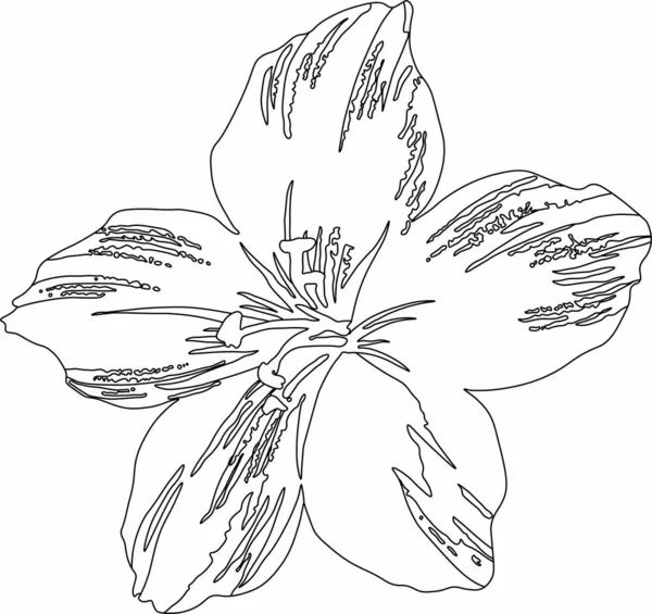 Çiçek açan güzel bir çiçeğin vektör grafikleri