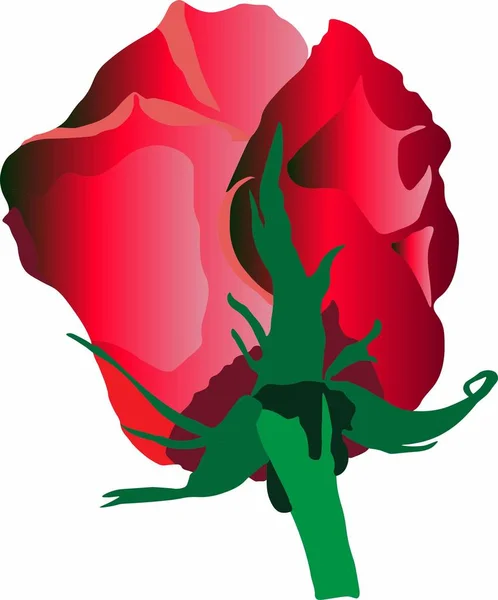 Vektör grafikleri güzel hediye gülü, ev bahçesinden çiçek