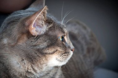 Yalancı tekir kedinin profil portresi