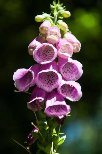 Kvetoucí Rostlina Digitalis Purpurea Foxrukavice Společná Rukavička Fialová Rukavice Nebo — Stock fotografie