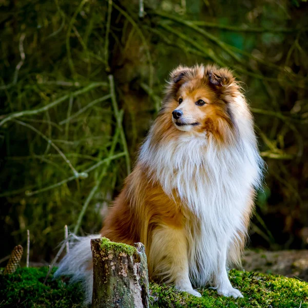 Sheltie Shetland Sheepdog Nature Park — Stock Photo, Image