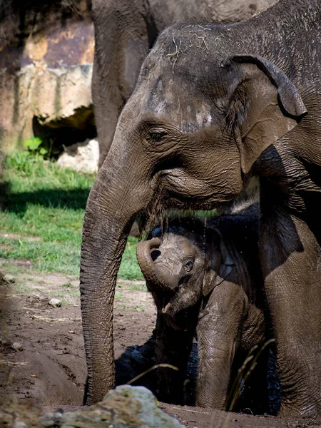 Elefante Bebé Está Fangoso Con Madre — Foto de Stock